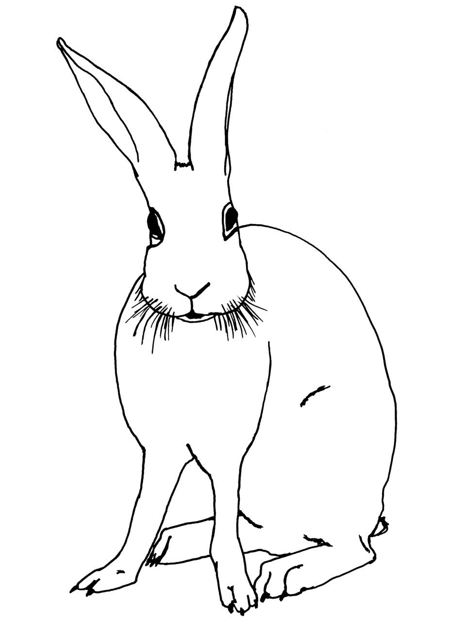 Funny Bunny Kid's Organic Cotton Tee