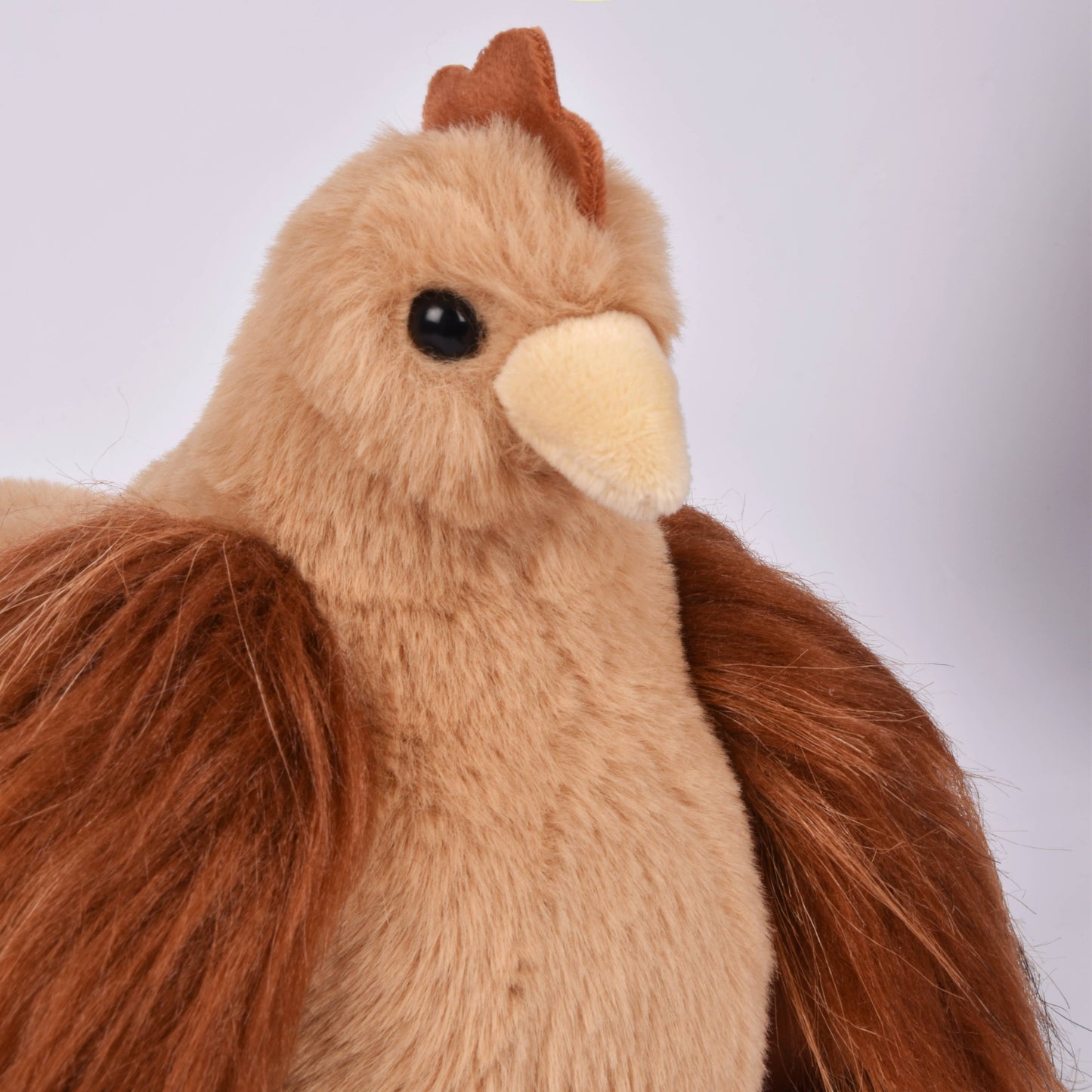 Little Hen Redhead